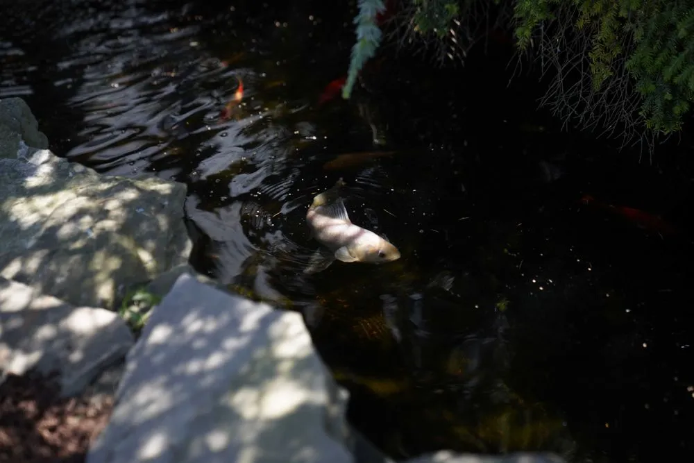 Top-rated garden landscaping experts serving Osterville, MA - Mahoney's Garden Center