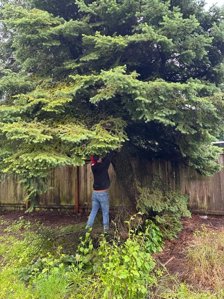 Reliable yard maintenance in Beaverton, OR - Maiki Cornejo Landscaping