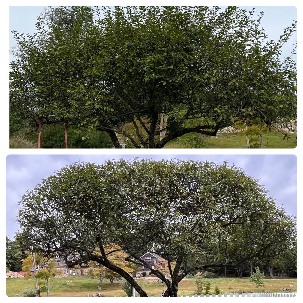 Reliable yard cleanup service near you across Devon, PA - Main Line Lawn & Landscaping