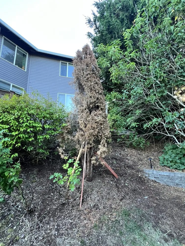 Affordable lawn mowing service for residential properties in Gig Harbor, WA by Main Stem Landscaping & Tree Services