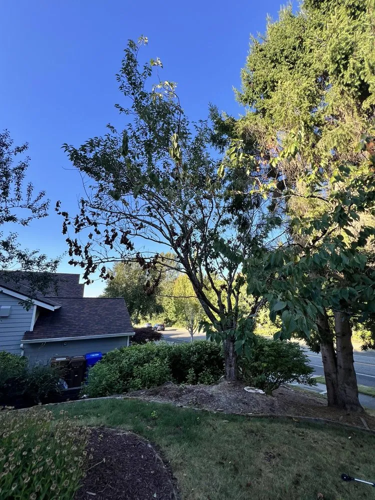 Affordable lawn care service with custom design across Gig Harbor, WA - Main Stem Landscaping & Tree Services