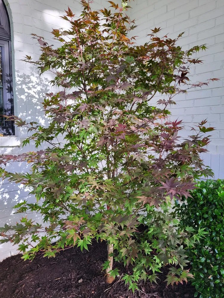 Expert landscape installation experts serving Frisco, TX - Main Street Lawn Care and Landscaping