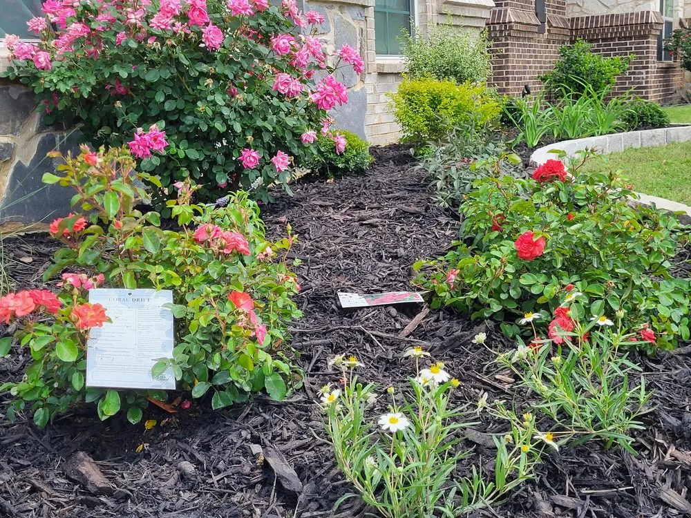 Top-rated yard maintenance experts serving Frisco, TX - Main Street Lawn Care and Landscaping