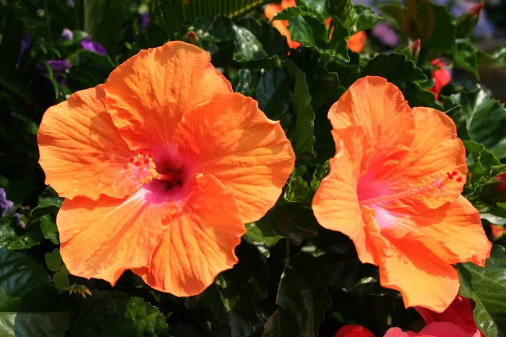 Custom landscaping services in Huntington, NY - Main Street Nursery