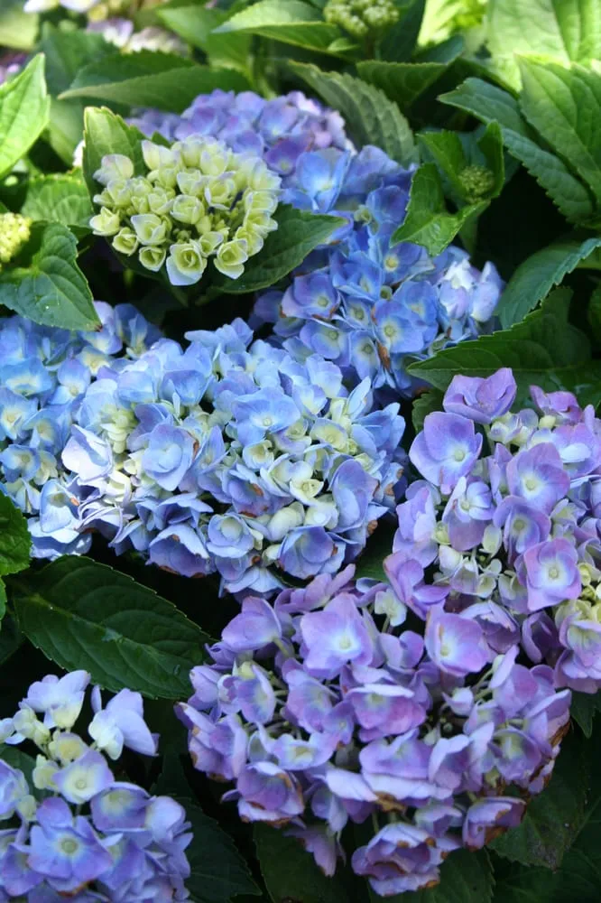 Local lawn mowing service experts serving Huntington, NY - Main Street Nursery