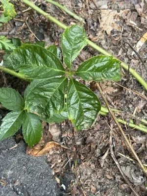 Maine Seasons Property Management Logo