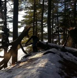 Affordable landscaping services near you across Bangor, ME - Maine Tree & Landscape Inc