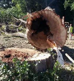 Reliable landscaping services near you in Bangor, ME by Maine Tree & Landscape Inc