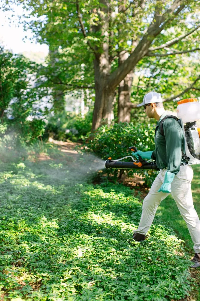 Expert yard cleanup service in Portland, ME - Mainely Grass