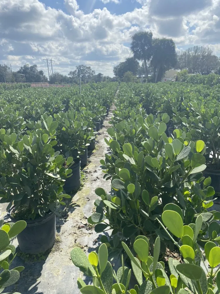 Custom landscaping services experts serving Lehigh Acres, FL - Mainor Landscaping Service