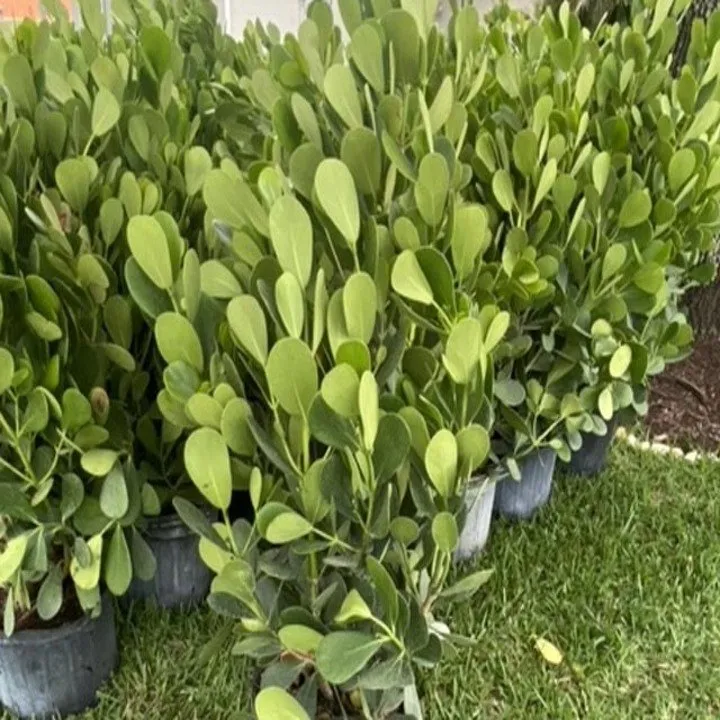 Reliable landscape installation for year-round maintenance in Lehigh Acres, FL by Mainor Landscaping Service