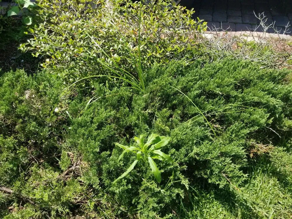 Local landscape design in Sarasota, FL - Mainscape