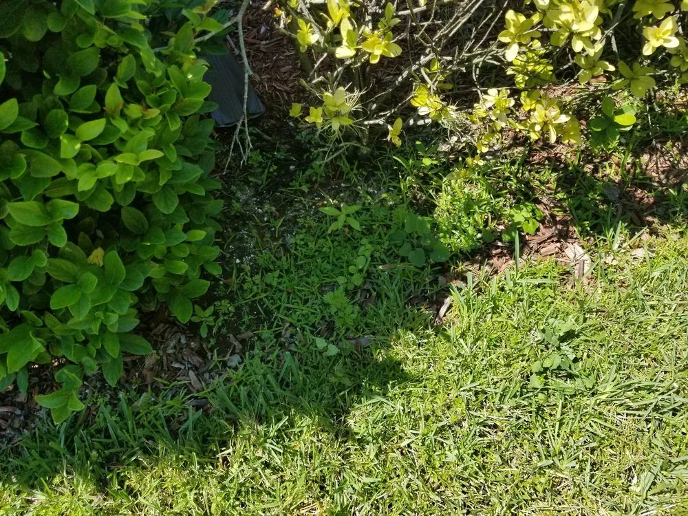 Professional yard cleanup service experts serving Sarasota, FL - Mainscape