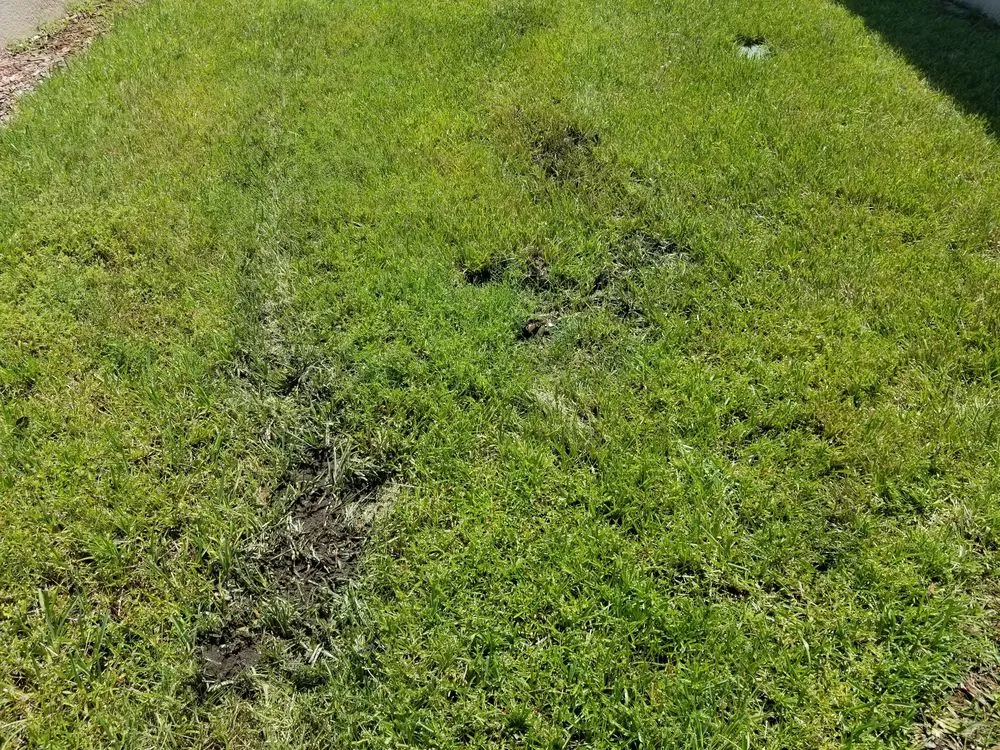 Professional outdoor landscaping for homes across Sarasota, FL - Mainscape