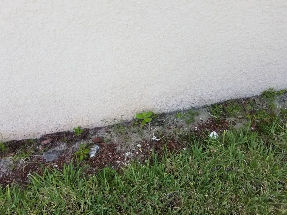 Local lawn mowing service in Sarasota, FL by Mainscape