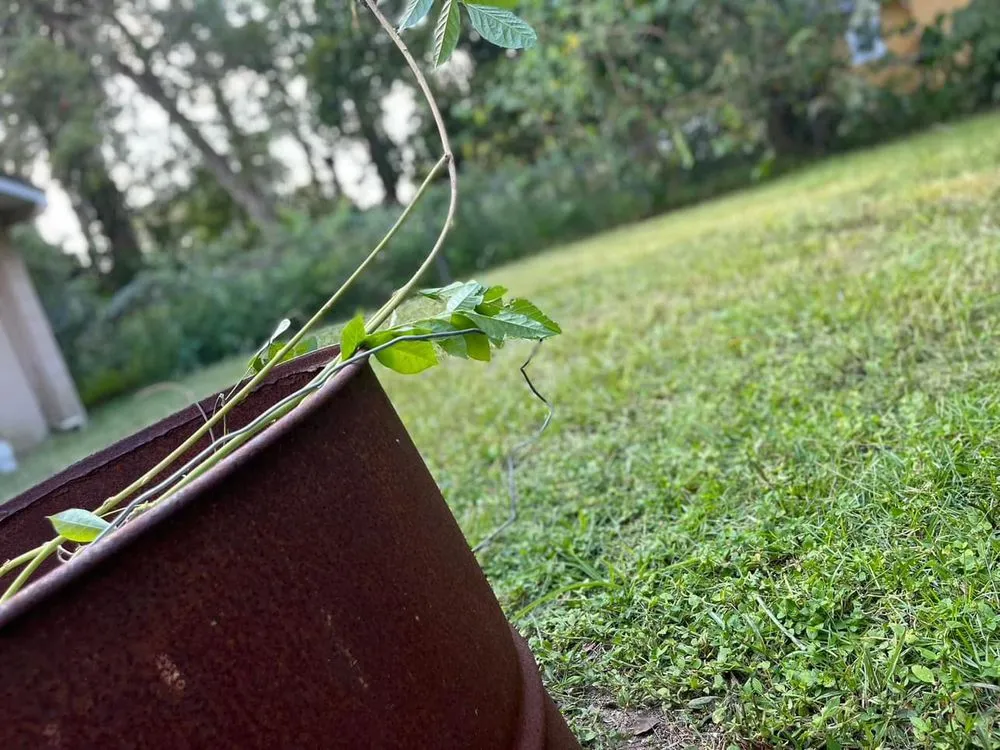 Local landscaping services in Jacksonville, FL by Maintenance Pros USA