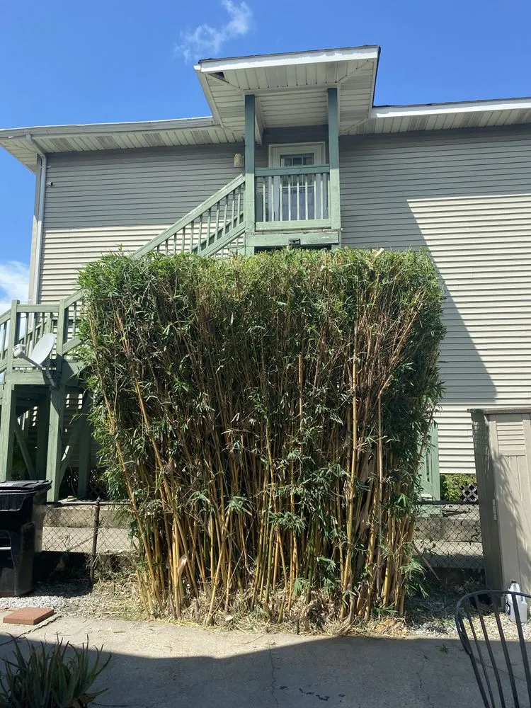 Trusted lawn mowing service in Chalmette, LA - Maison Exterior Cleaning & Landscaping