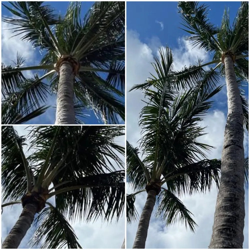 Affordable lawn care service experts serving Fort Lauderdale, FL - Majabe Property Maintenance