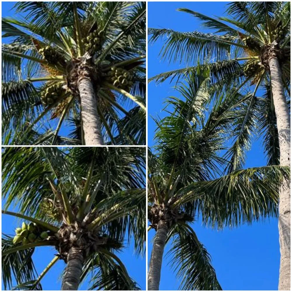 Local landscape installation experts serving Fort Lauderdale, FL - Majabe Property Maintenance