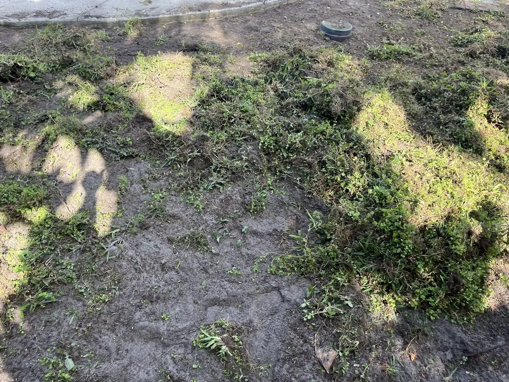 Trusted lawn care service in Fort Lauderdale, FL - Majabe Property Maintenance