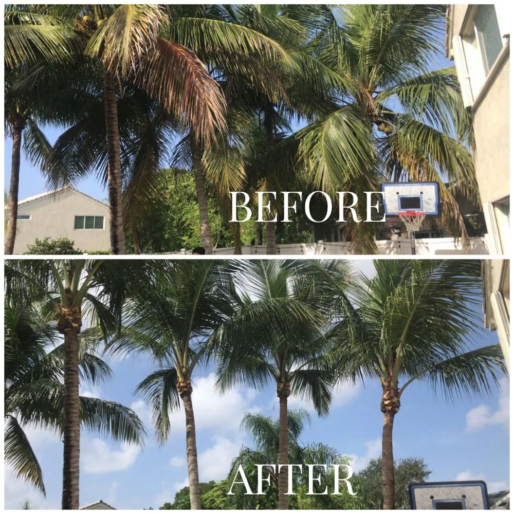 Trusted landscaping services near you across Fort Lauderdale, FL - Majabe Property Maintenance