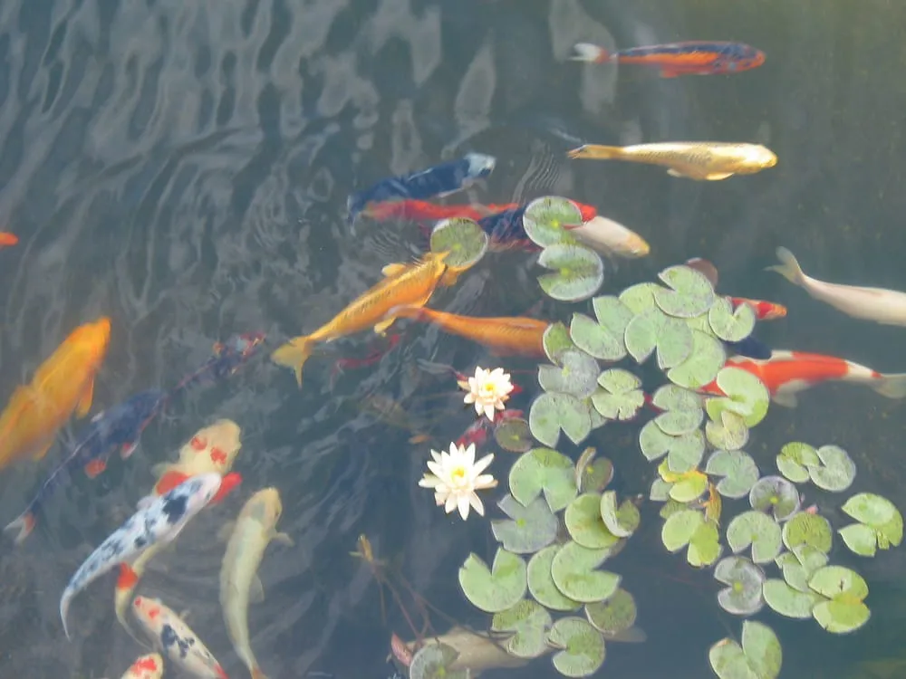 Affordable lawn care service in East Wenatchee, WA by Majestic Cascades Irrigation