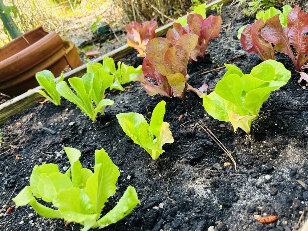 Professional yard cleanup service experts serving Southampton, NY - Majestic Gardens Services