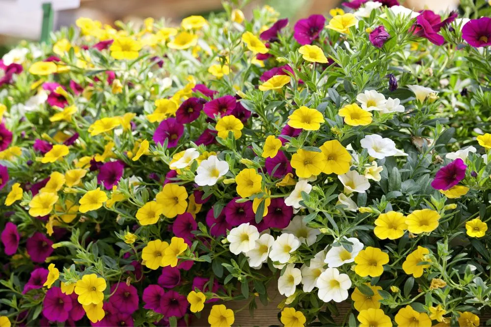 Top-rated outdoor landscaping for homes in Southampton, NY by Majestic Gardens Services