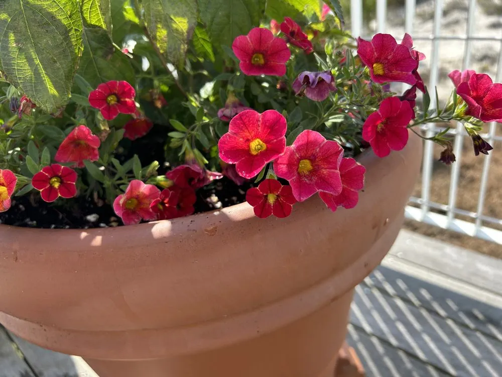 Local landscaping services near you in Southampton, NY by Majestic Gardens Services