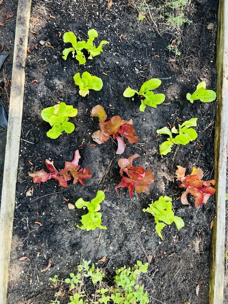 Local landscape design in Southampton, NY by Majestic Gardens Services