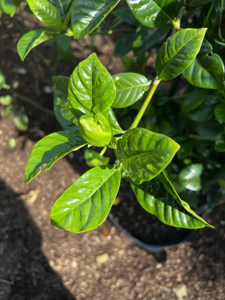 Custom yard cleanup service for homes across Southampton, NY - Majestic Gardens Services