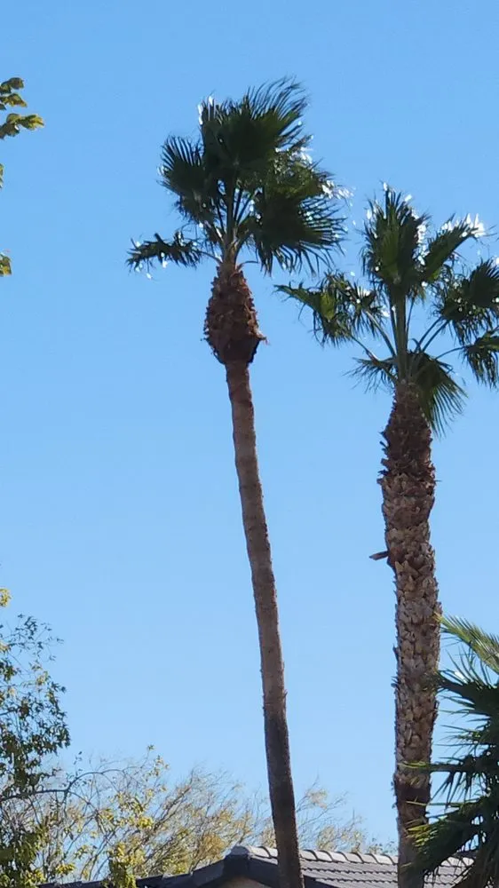 Custom lawn care service for year-round maintenance across Fort Mohave, AZ - Majestic Landscaping