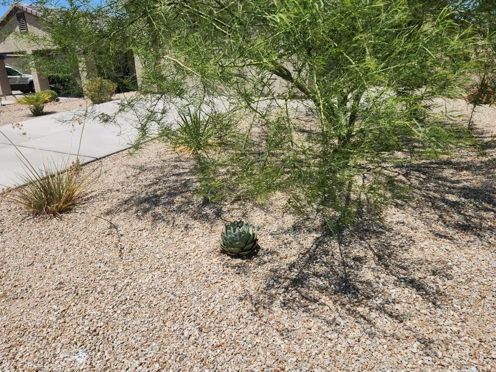 Affordable yard cleanup service for year-round maintenance across Fort Mohave, AZ - Majestic Landscaping