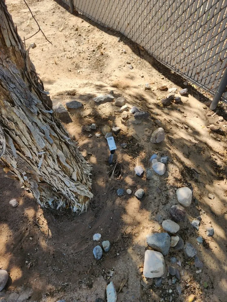 Local landscape design for residential properties in Fort Mohave, AZ by Majestic Landscaping