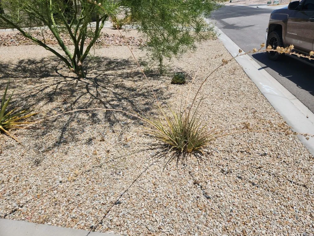 Trusted landscape design experts serving Fort Mohave, AZ - Majestic Landscaping