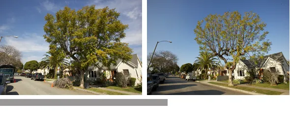 Local garden landscaping in Los Angeles, CA - Majestic Landscaping