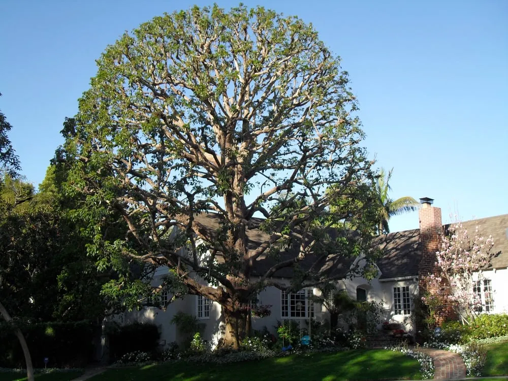 Top-rated landscaping services in Los Angeles, CA - Majestic Landscaping