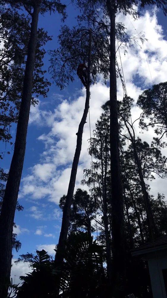 Top-rated residential landscaping near you in Orlando, FL by Majestic Tree Service