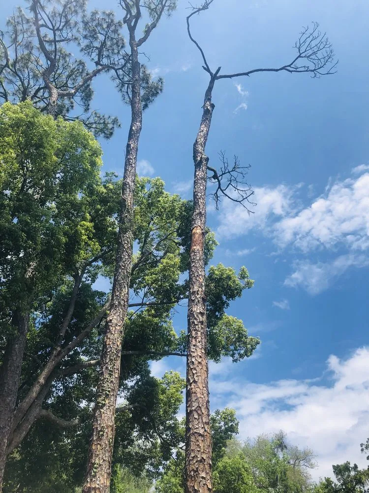 Local landscape design in Orlando, FL - Majestic Tree Service