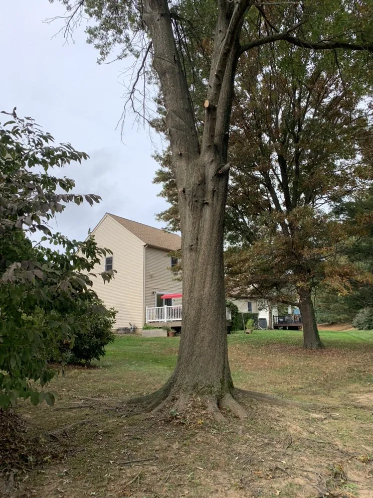 Expert lawn care service in Willow Grove, PA by Major Landscaping