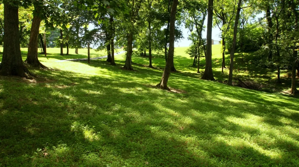 Top-rated outdoor landscaping for residential properties across Hendersonville, TN - Major League Landscapes