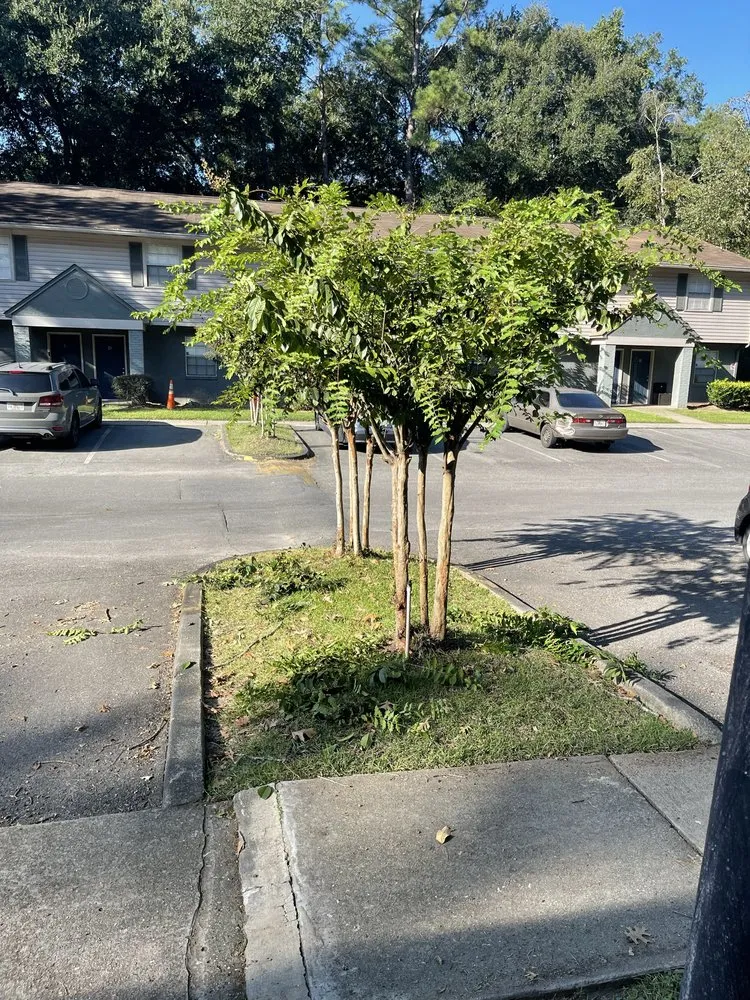 Top-rated landscape design experts serving Havana, FL - Major Roots