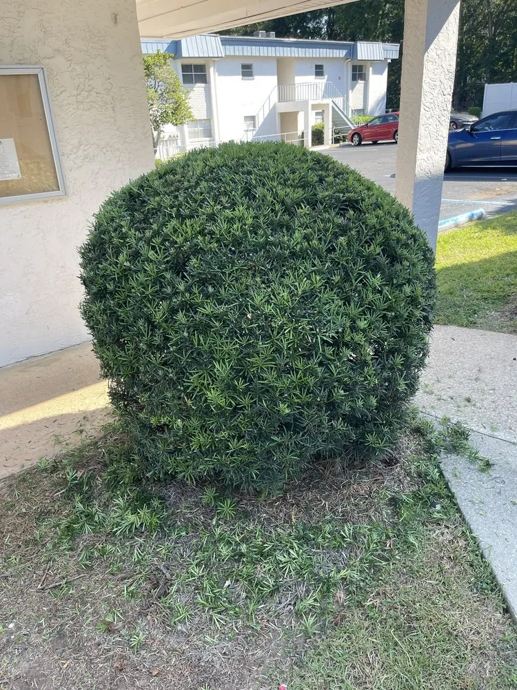 Reliable yard maintenance for year-round maintenance across Havana, FL - Major Roots