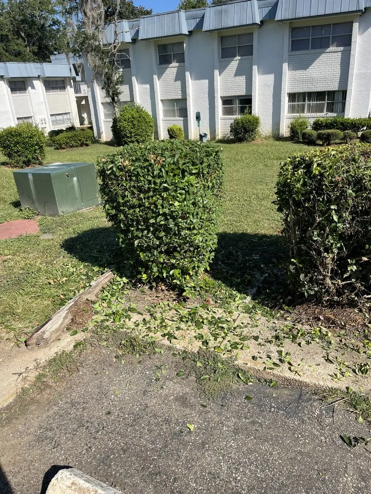 Local landscaping services for year-round maintenance across Havana, FL - Major Roots