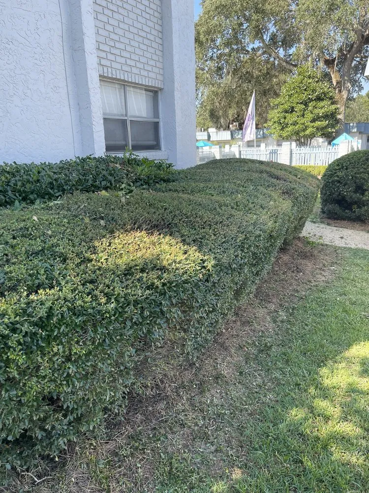 Top-rated outdoor landscaping in Havana, FL - Major Roots