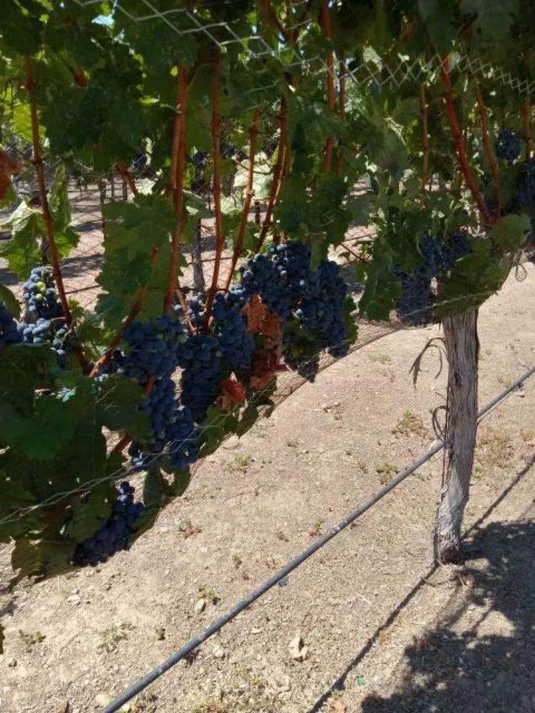 Custom lawn mowing service for residential properties across TRACY, CA - Majors Concrete And Landscape