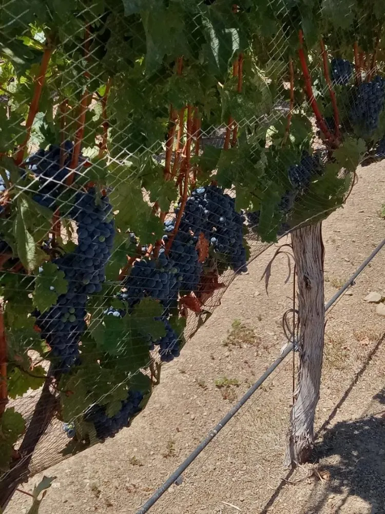 Professional lawn care service experts serving TRACY, CA - Majors Concrete And Landscape