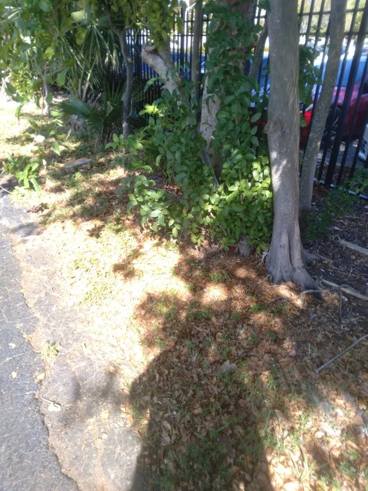 Custom landscape installation for beautiful yards in Pompano Beach, FL by MAK Landscaping