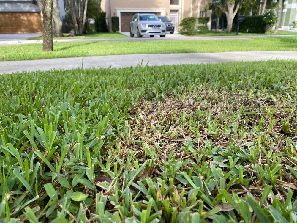 Local landscape design in Pompano Beach, FL - MAK Landscaping