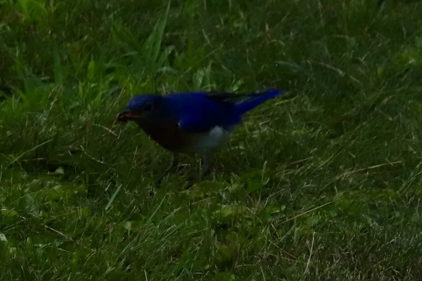 Local outdoor landscaping experts serving New Durham, NH - MAK Whacking And Mowing